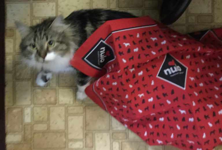 Free Nulo Dog Bandanna