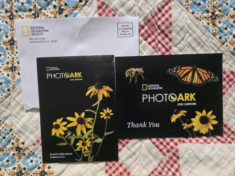 Free Wildflower Black-Eyed Susans seeds from The National Geographic Society